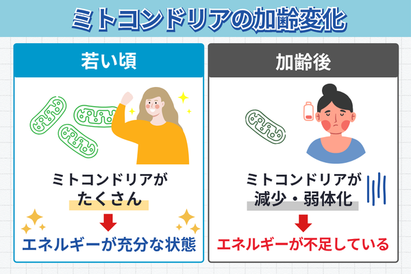 ミトコンドリアの加齢変化イメージ