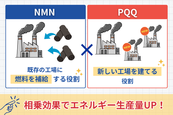 NMN×PQQの役割の違いイメージ