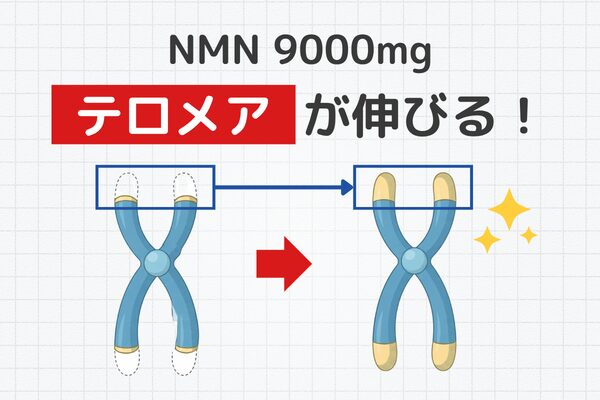 NMN テロメア 配合量